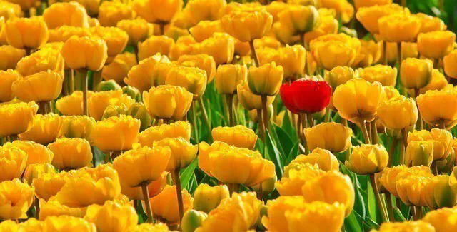 Tulip Mania